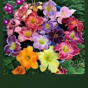 Meet your Posher, Geraldine